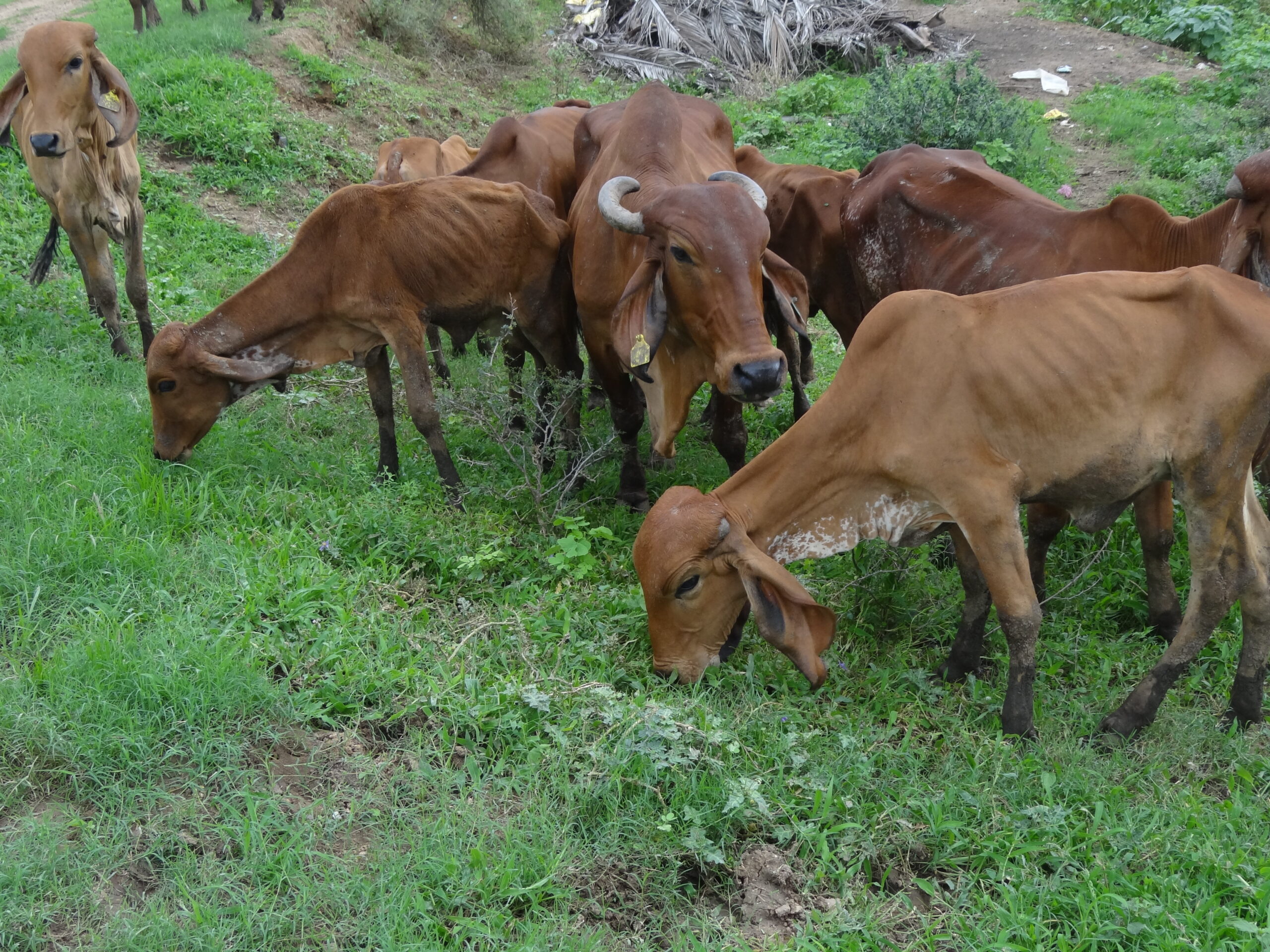 Fresh Gir Cow Milk