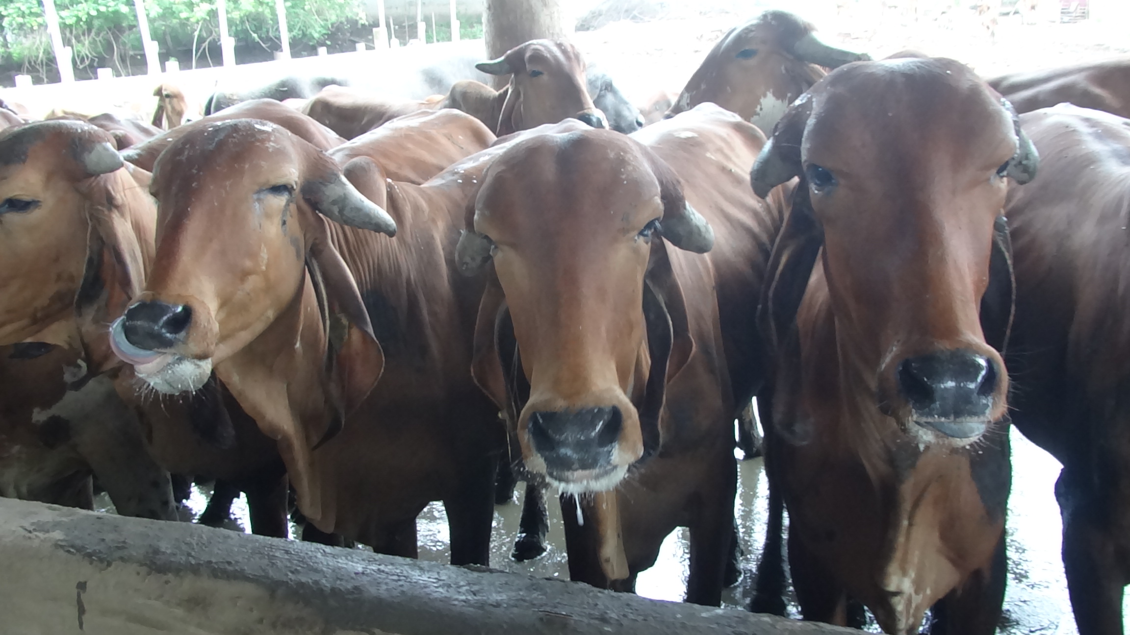 Gir cow farm photos in the gentle growing season