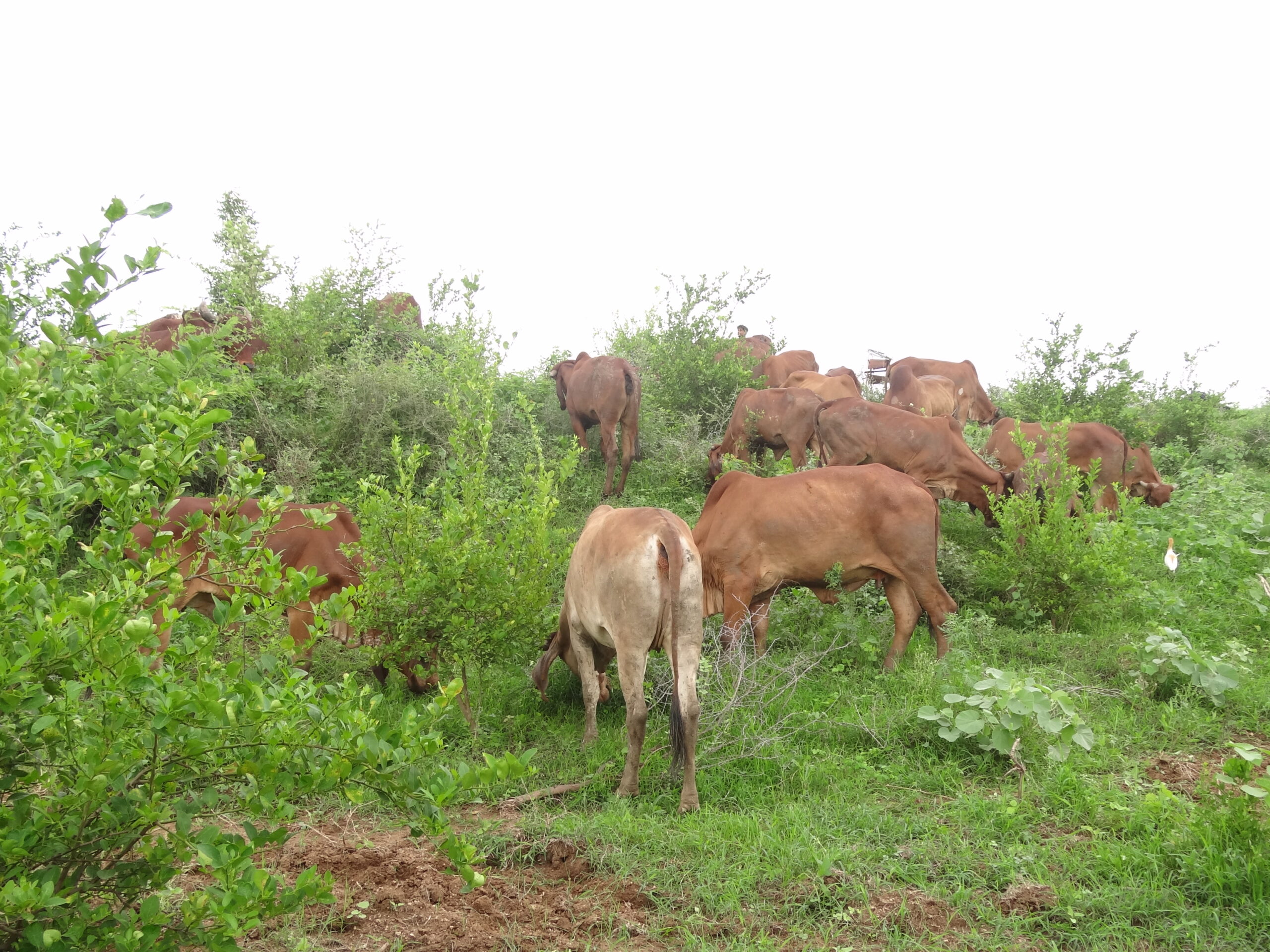 Forest edge bordering the organic ghee farm gallery